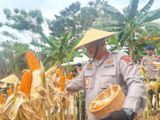 Kapolda Sulbar Hadiri Panen Jagung Serentak, Perkuat Ketahanan Pangan Nasional 2025