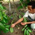 Om Pali dan Kopi Kobshii: Menyeduh Harum Batui hingga ke Mancanegara