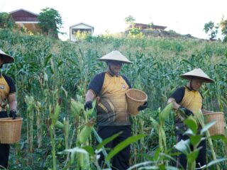 Polda Sulbar Panen Jagung, Hasil Kerja Keras Tiga Setengah Bulan Berbuah Manis