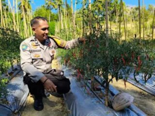 Polri Presisi untuk Ketahanan Pangan, Polda Sulbar Hadir Dampingi Petani dari Tanam hingga Panen